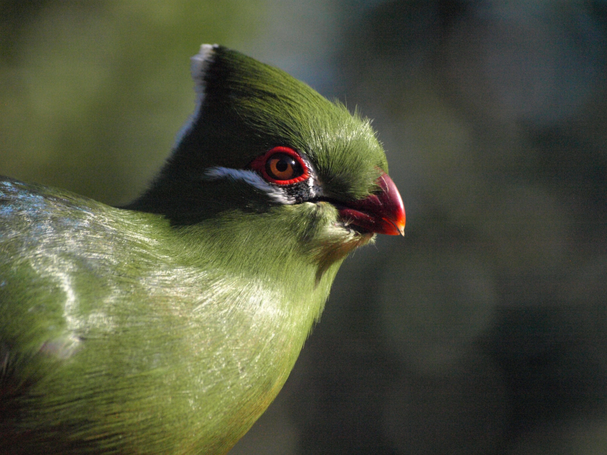 Green turaco at Birds of Eden on South Africa's Garden Route.