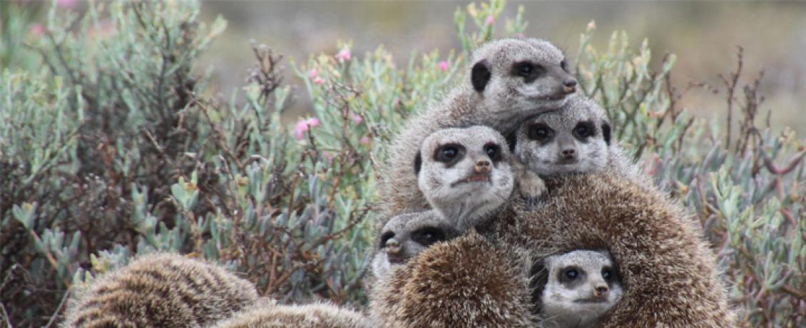 Suricates in South Africa