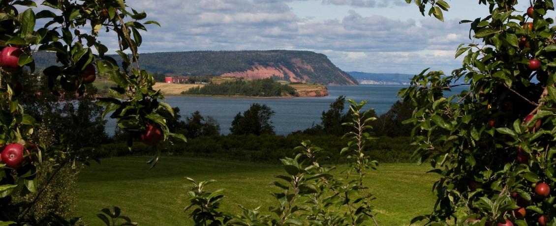 Nova Scotia Apple Orchard