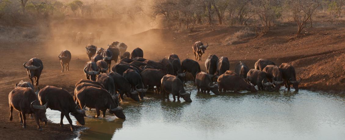 Heard of Buffalo