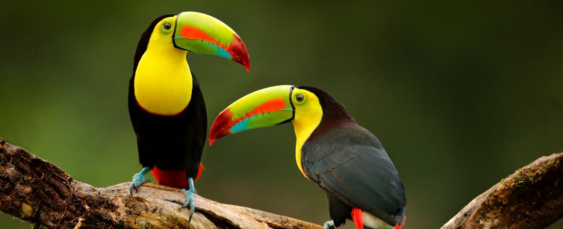Two Keel-billed Toucans sitting on a branch