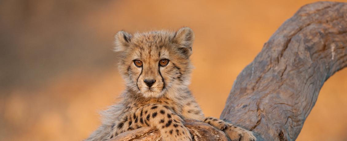 Leopard Cub