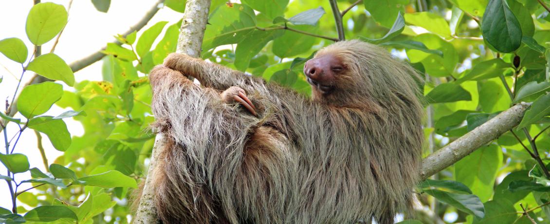 Sloth hanging in a branch