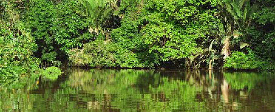 The waters of Tortuguero National Park