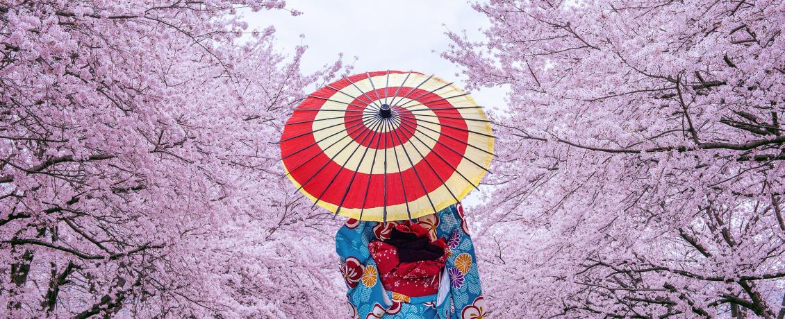 Geisha walking past Cherry Blossom trees