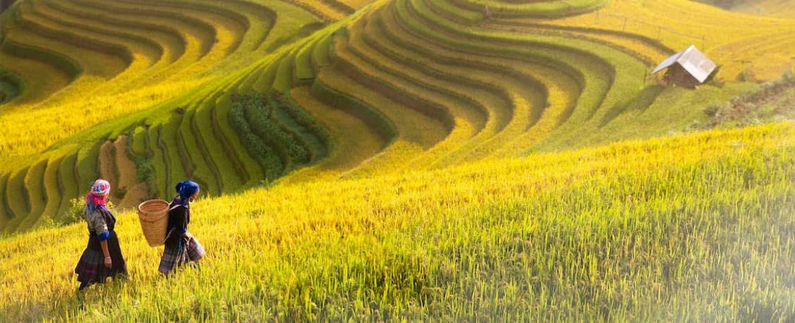 Sapa