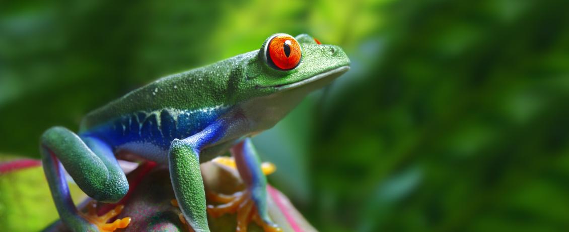 Costa Rican frog
