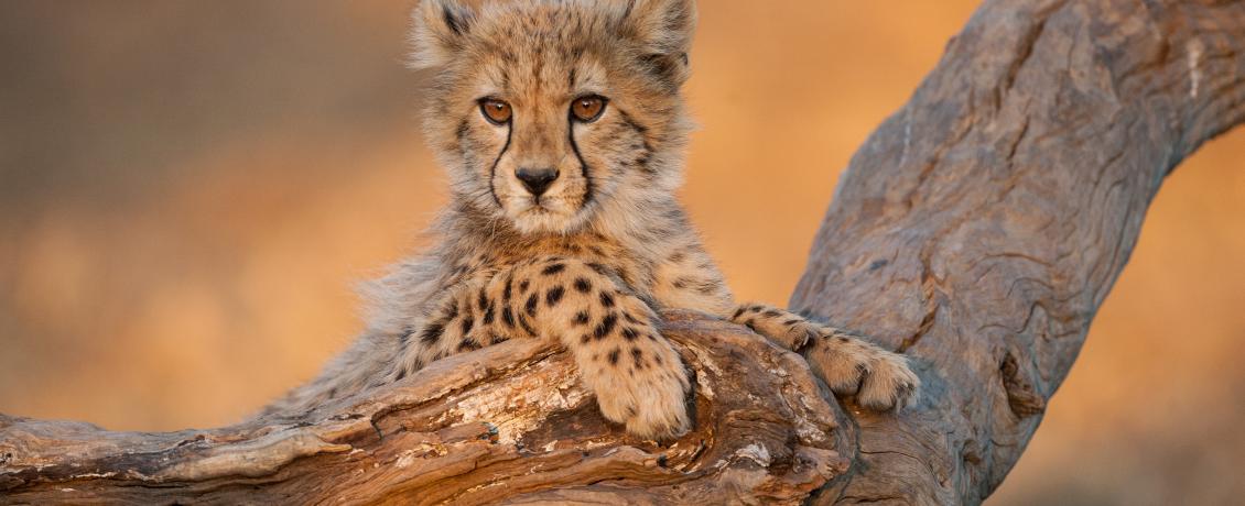 Baby Cheetah perched in a tree