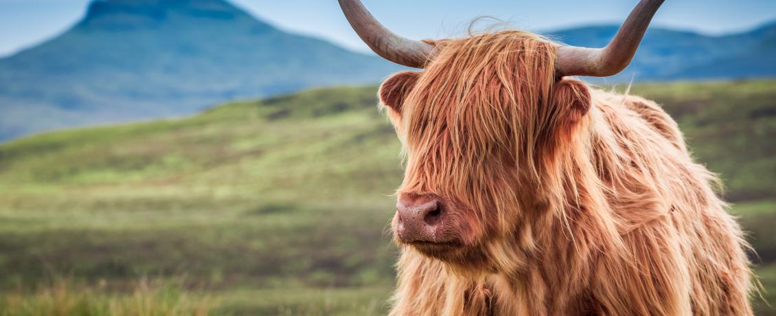 The iconic Scottish Highland Cattle in a field