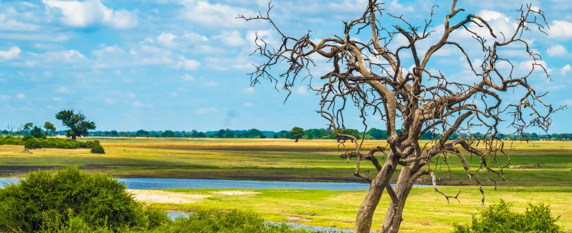 Dead trees in Chobe National Park, Botswana