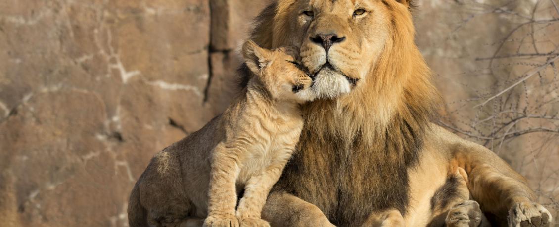 Lion cub cuddling with their mother