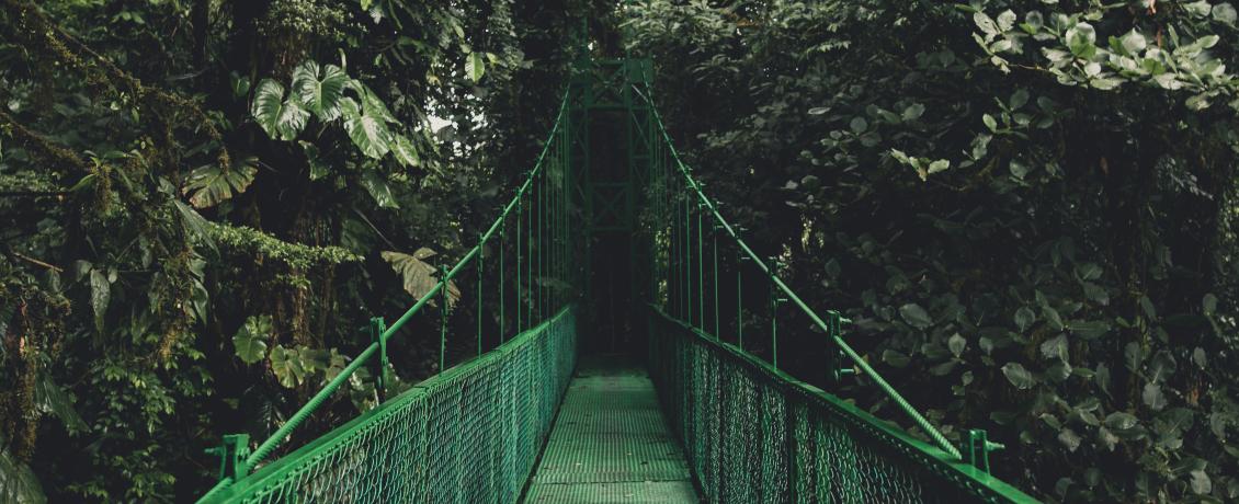 Bridges at Veragua Rain Forest Park
