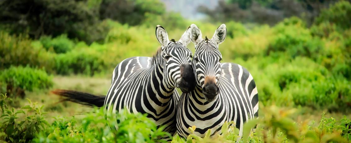 Two zebras around green pastures in Kenya