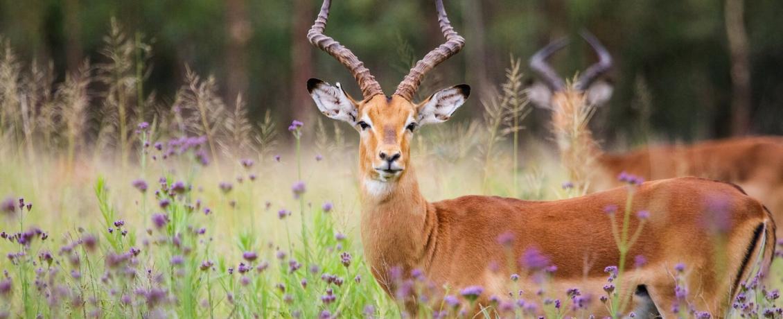 Two Imapala Antelopes in a field with purple flowers