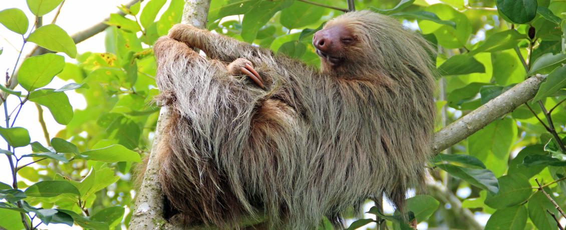Sloth hanging in a branch