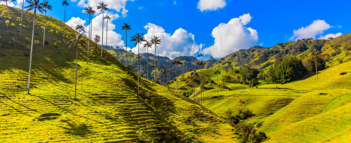 Cocora Valley's Palm Trees