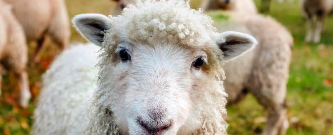 Sheep are plentiful in Ireland