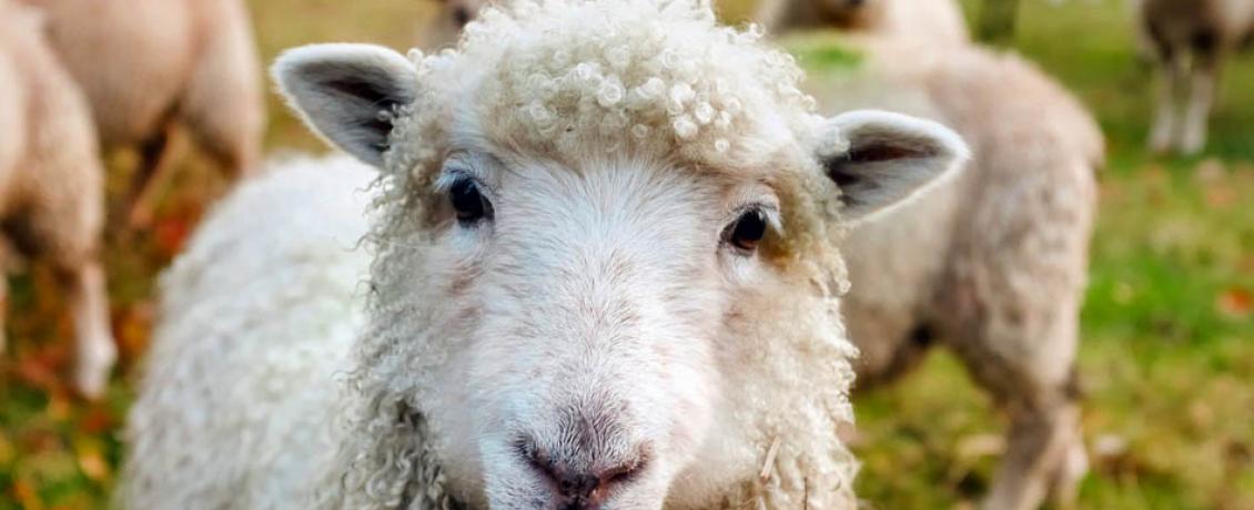 There are 3.92 million sheep in Ireland