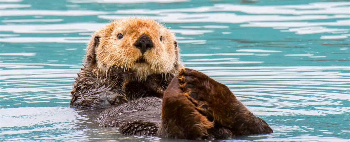 Adorable sea otter swimming