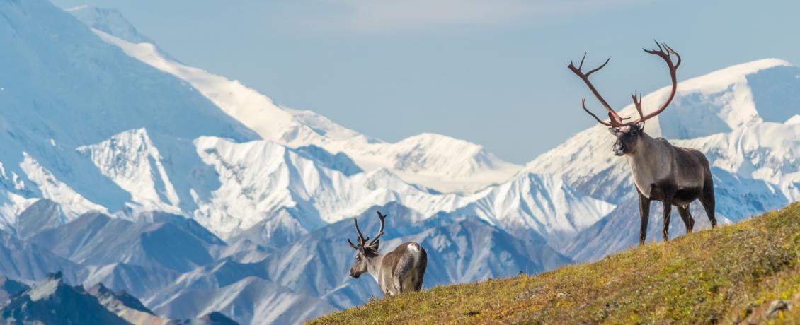 Caribou in Denali