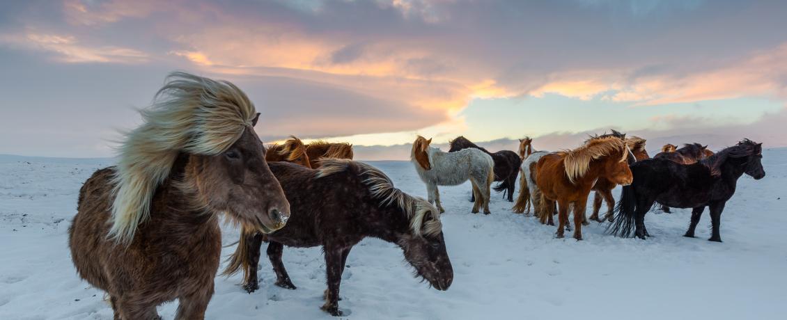 Beautiful Icelandic horses