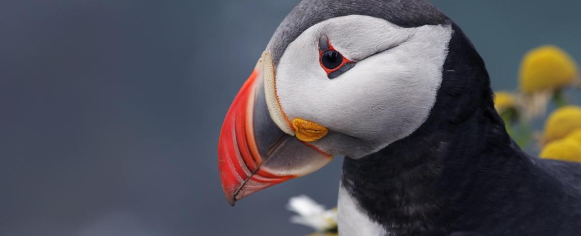 Puffin of Iceland