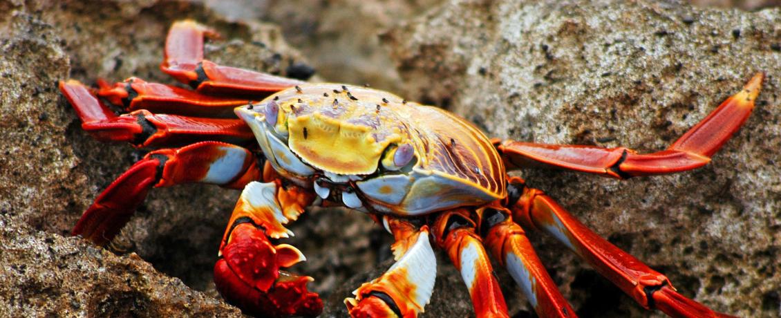 Salty Lightfood crab in Galapagos