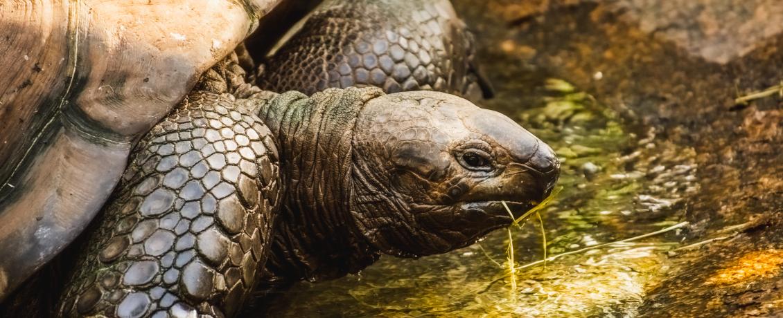 Giant tortoise in the Galapagos