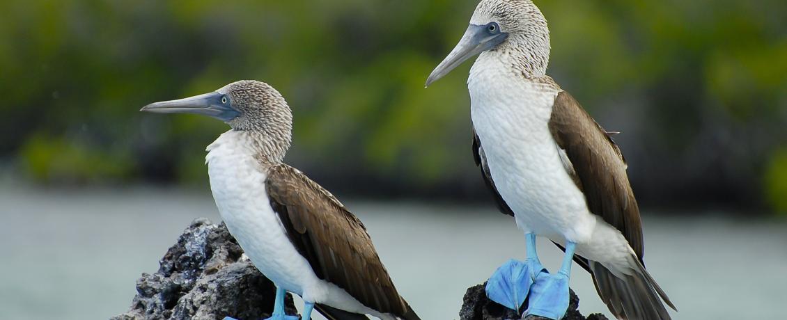 Blue footed boobies in the Galapagos