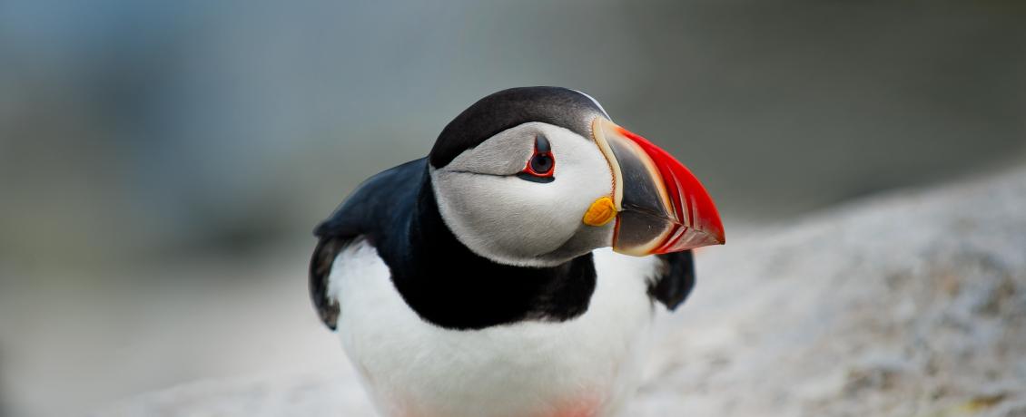 Atlantic Puffin is the provincial bird of Newfoundland and Labrador