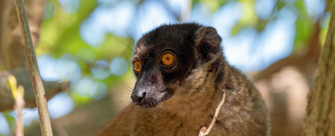 Madagascar Lemur, credit Rob Craig