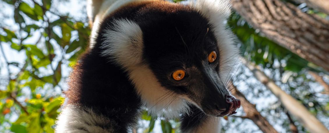 Lemur in Madagascar, credit Rob Craig