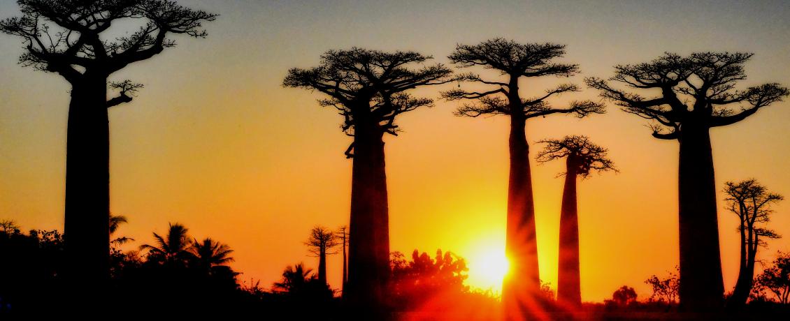 Baobab trees in Madagascar