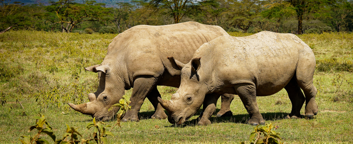 Rhinos in Lake Nakuru National Park 