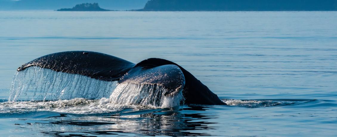 A humpback whale's tail fin rises from Alaskan waters with the wilderness in the backdrop