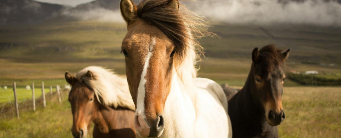 A photo of graceful Icelandic horses standing in a field with a misty mountain backdrop.