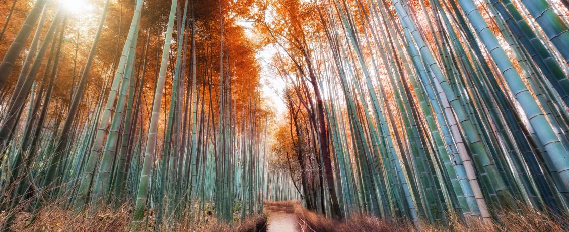Arashiyama Bamboo Grove