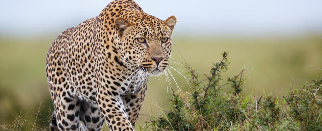 Leopard in Namibia
