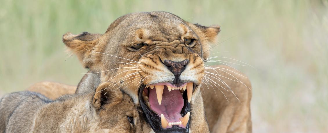Lion in Namibia