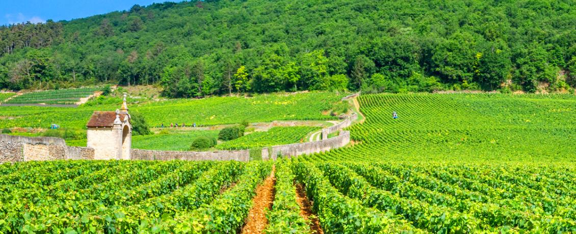 Vineyards of Burgundy