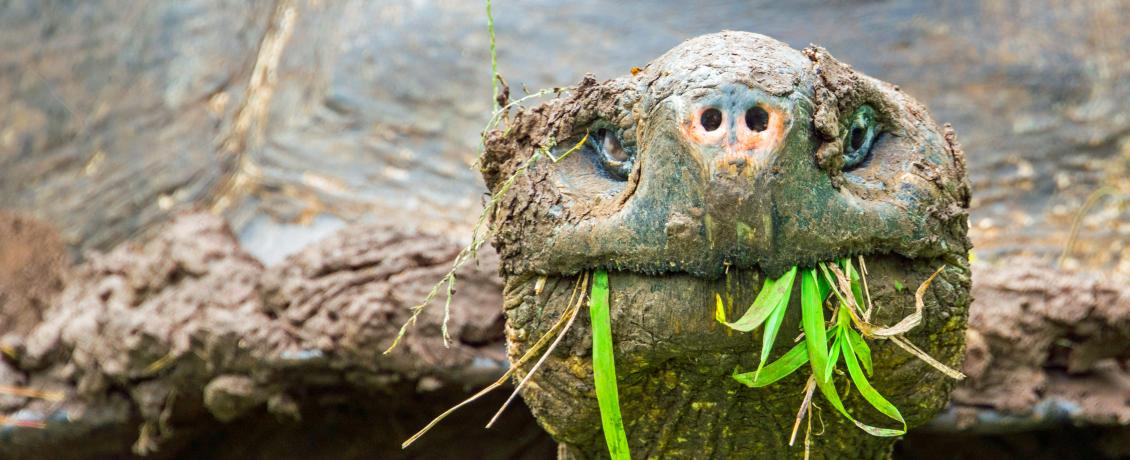Amazing creatures on the Galapagos Islands
