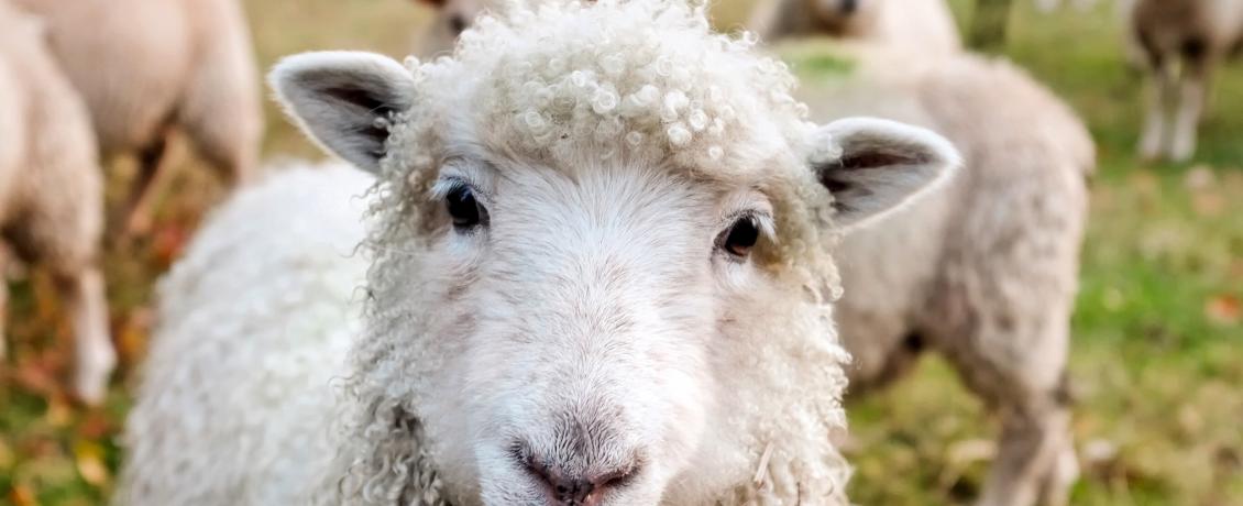 Around 3.4 million sheep graze on Ireland's green meadows.