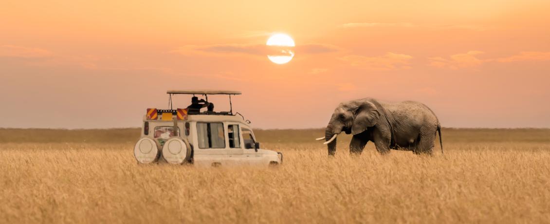 On the Lookout for the Big Five on Safari