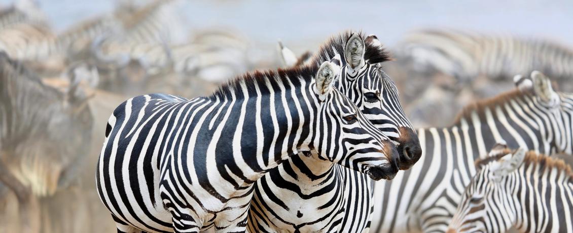 Striped Beauties in the Wild: A Perfect Safari Moment