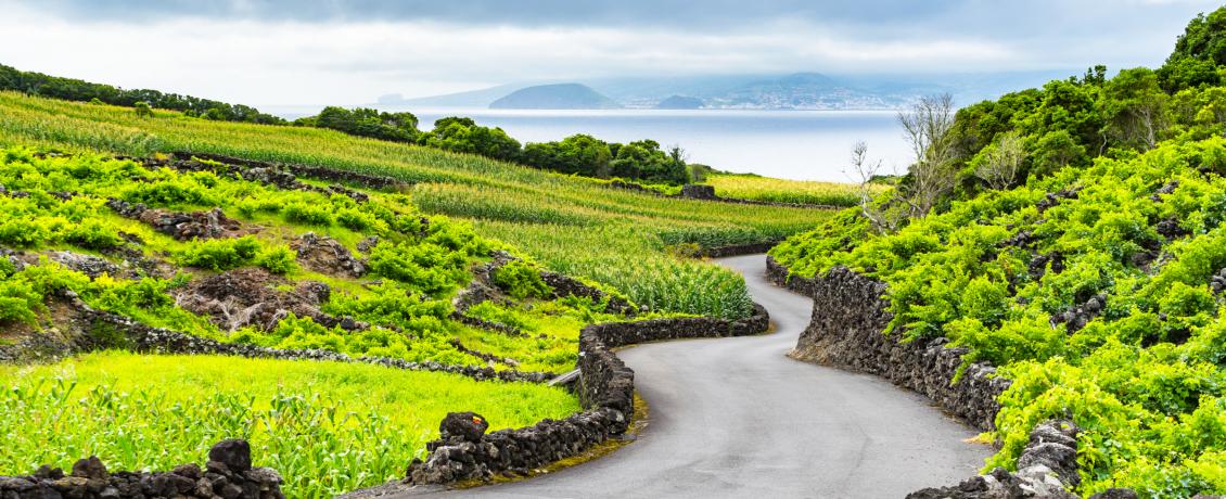 Pico's vineyards