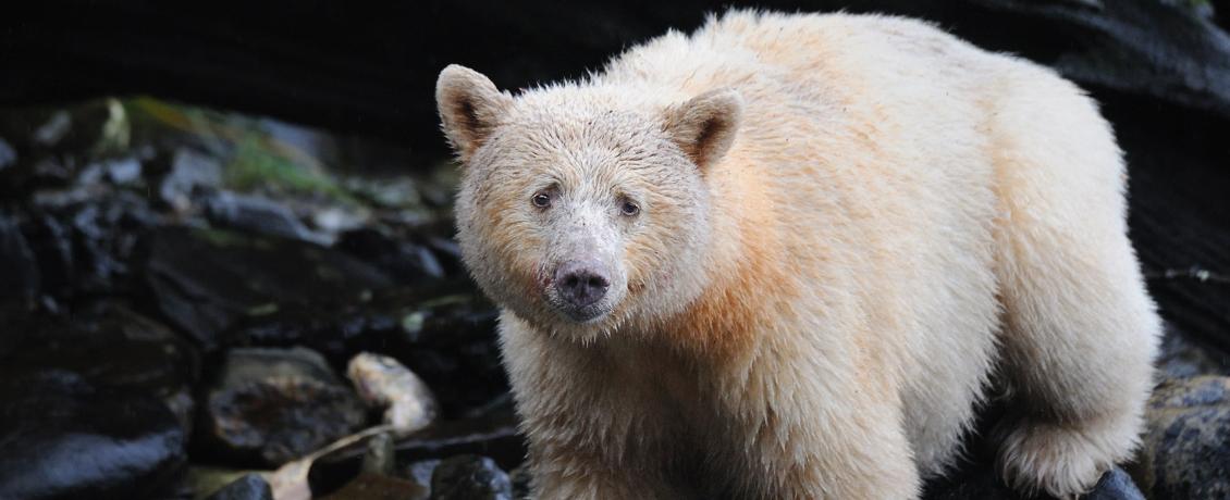 Spirit Bear in The Great Bear Rainforest