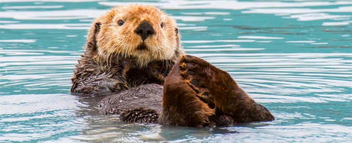 Sea Otter in Alaska's waters
