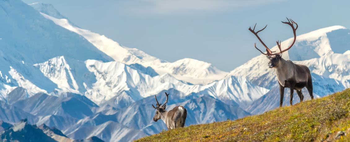Alaskan Caribou in the sweeping wilderness