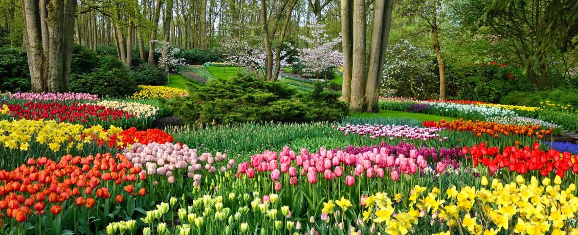 Admire the beautiful colours of Keukenhof Gardens