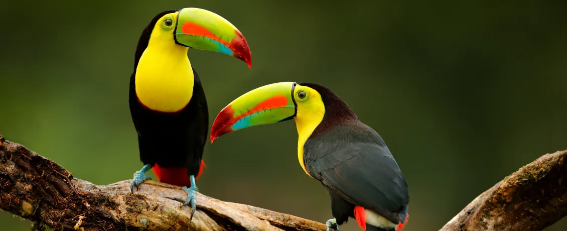 Toucans